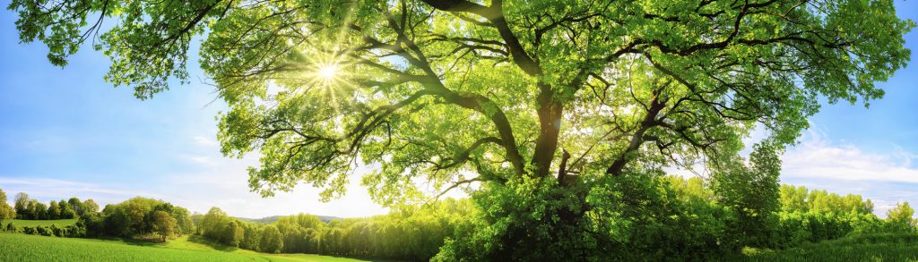 The sun is shining through the trees